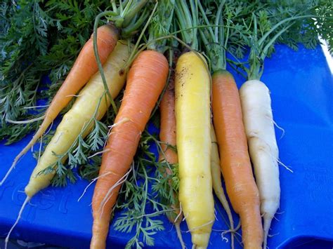 Rainbow Carrot Daucus Carota Var Sativus Rainbow In The Carrots