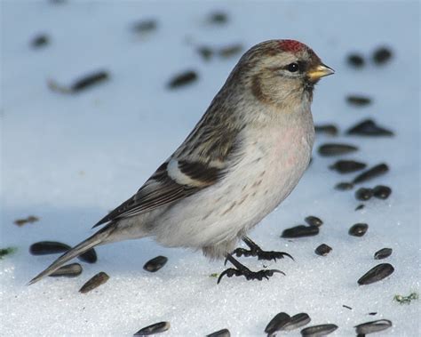 Hoary Redpoll Winter Birds Of Alberta INaturalist Canada