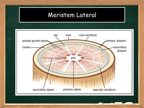 Detail Gambar Jaringan Meristem Lateral Koleksi Nomer