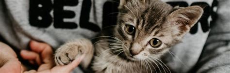 How To Make Your Home Safe For A New Kitten Firstvet