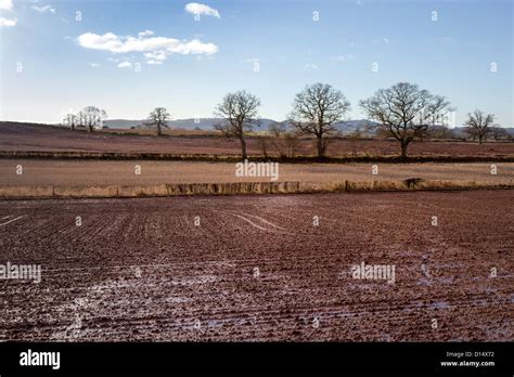 Bare Winter Fields And Trees With Waterlogged Muddy Ground Hereford