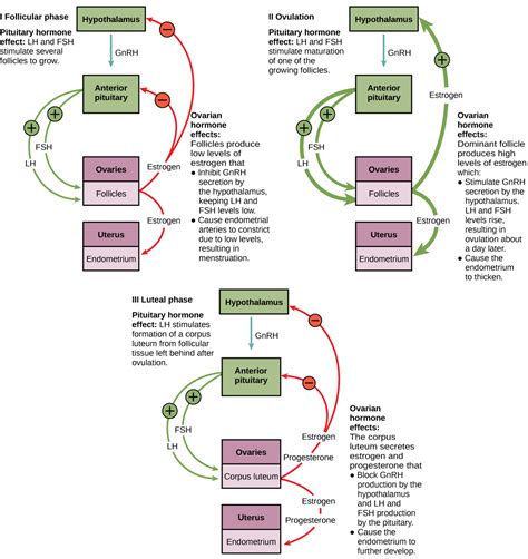 Figure_18_03_07 – Concepts of Biology – 1st Canadian Edition