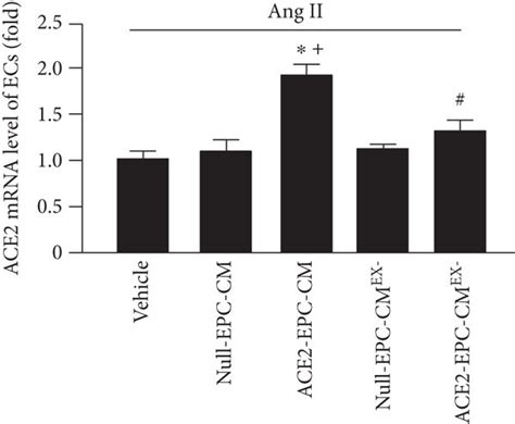 Ace2 Epc Cm Upregulated Ace2 Level And Improved Ang Iiang 17