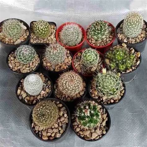 Understanding Cacti And Succulents Key Characteristics And Care