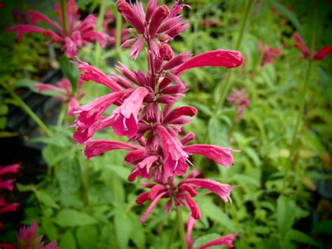 Raritäten Gärtnerei - Garten Jan - Mexikanische Nesselminze - Agastache ...