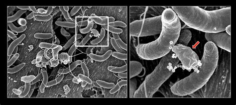 Vibrio Choleraes Growth And C Image Eurekalert Science News Releases