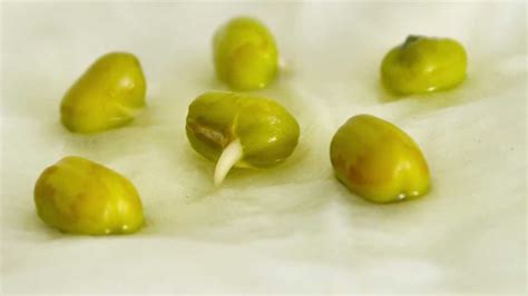 [Time-Lapse] Mung Bean Germination | Doovi