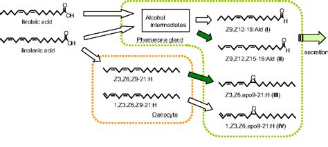 Figure 1 From Biosynthetic Pathways Of The Sex Pheromone Components And