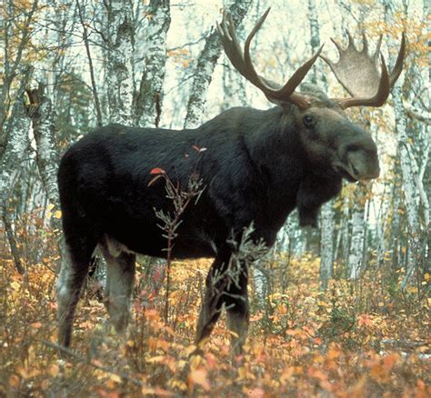 Moose Watching in Maine : East Grand Lake, Maine