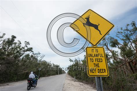 Marcel Huijser Photography Road Ecology Blog It Is Unlawful To Feed The Key Deer Florida