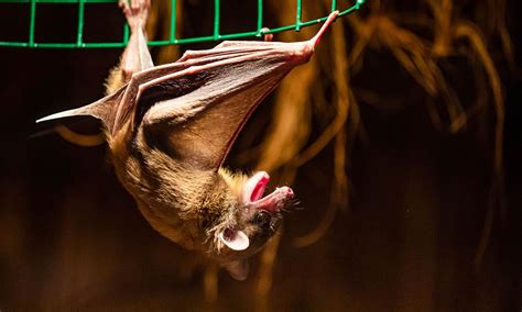 Are Bats Nocturnal Or Diurnal? Their Sleep Behavior Explained - A-Z Animals