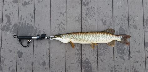 Tiger Muskellunge Esox Lucius × Masquinongy Species Profile