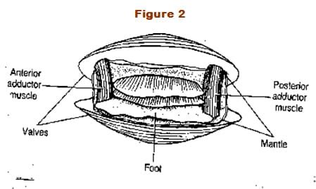 Clam Dissection Lab: Explained | SchoolWorkHelper