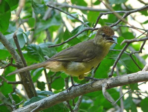 Yellow Bellied Greenbul Chlorocichla Flaviventris Flickr