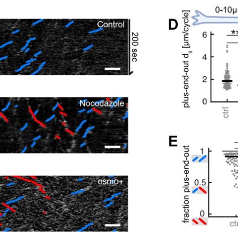 Decreasing Microtubule Mt Growth Leads To Decreased Axonal Mt