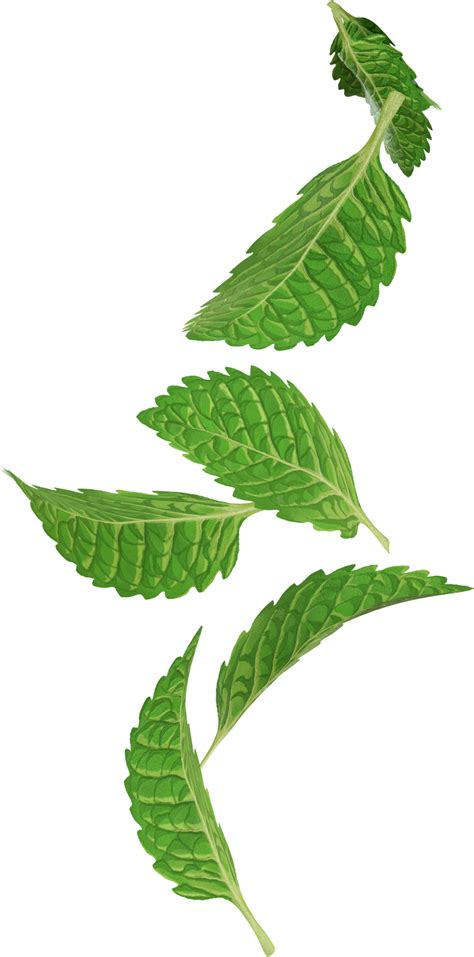 floating mint leaves 46390899 PNG