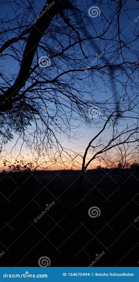 Dusk Captured Through Naked Autumn Trees Stock Photo Image Of Beautiful Sunset