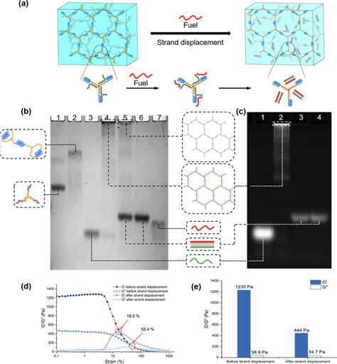 In Situ Tuning Of DNA Supramolecular Hydrogel Molecular Network