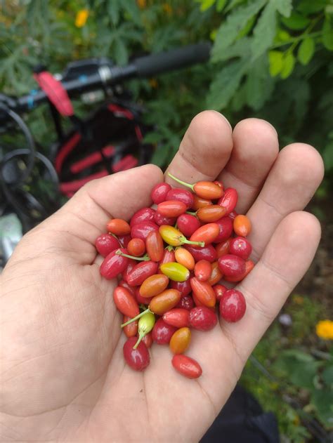Coca plant full of seeds : r/druggardening