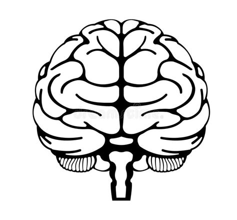 Ilustración Vectorial De La Vista Frontal Del Cerebro Humano