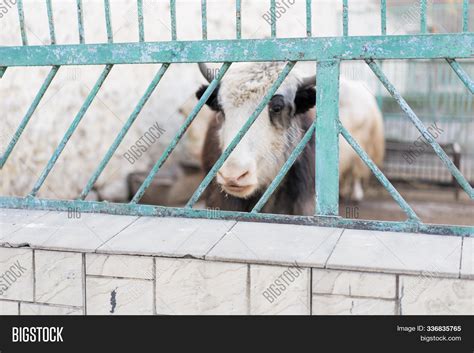 Yak Zoo Corral. Yak Image & Photo (Free Trial) | Bigstock