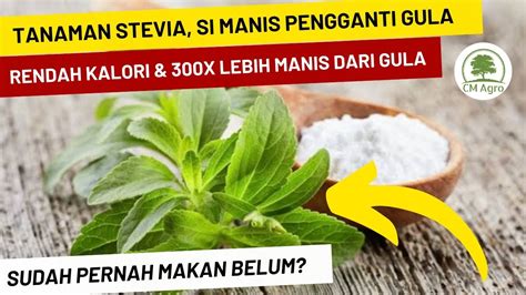 Tanaman Stevia Pengganti Gula Alami Yang X Lebih Manis Dari Gula