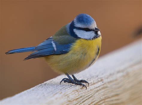 Mésange Bleue Parus Caerulus Blue Tit Le Poidesans Flickr