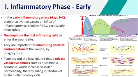 Wound Healing | PPT