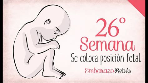 Semana 26 De Embarazo 6º Mes Semana A Semana 26 Semanas De Embarazo Síntomas De Embarazo