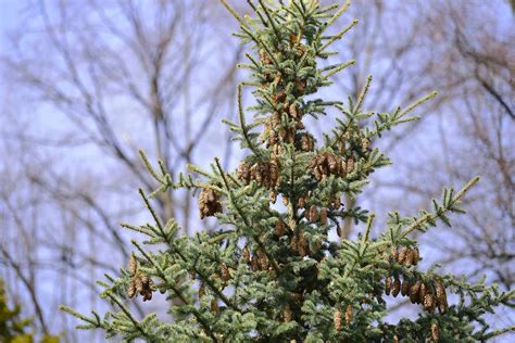 Norway Spruce: Plant Care & Growing Guide