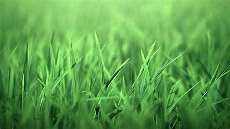 Hd Wallpaper Grass Android Plant Green Color Field Land Backgrounds Wallpaper Flare