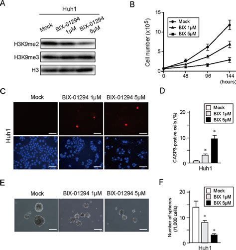 In Vitro Assays Of Hcc Cells Treated With Bix 01294 A Huh1 Cells