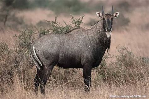 The Nilgai Or Blue Bull Boselaphus Tragocamelus Native To The Indian