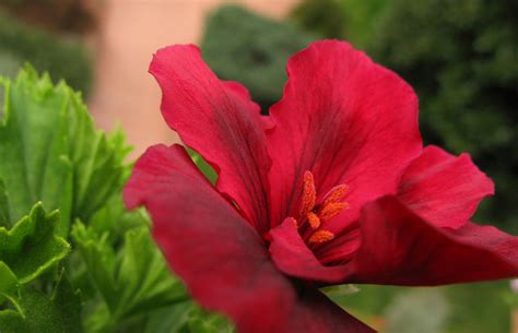 Flores Y Palabras El Geranio Rojo Vuelve A Florecer