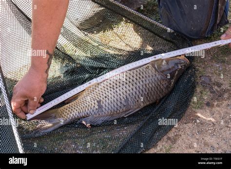 Triploid Grass Carp Ctenopharyngodon Idella Nysdec Permit 55 Off