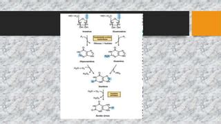 Metabolismo De Nucle Tidos Purina Y Pirimidina Pptx