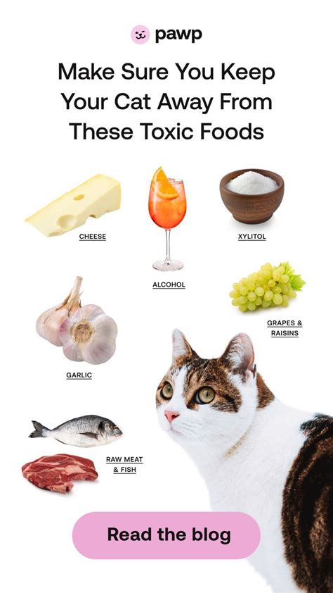 11 Human Foods That Are Toxic To Cats Foods Cats Can Eat Foods Dogs