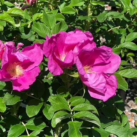 Rosa rugosa - Horsford Gardens and Nursery