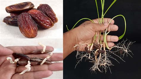 How To Grow Date Palm Tree From Seed 100 Success Dianmedia