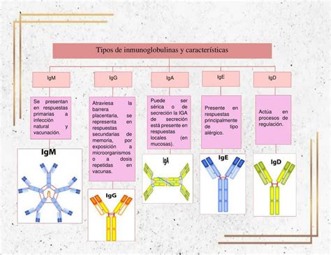 Inmunoglobulinas Qu Son Tipos Caracter Sticas Y Funciones Hot Sex Picture