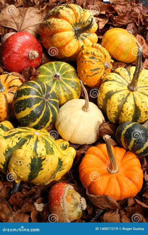 Decorative Squash Cucurbitaceous Pumpkin On White Background Stock Image Image Of Colocynth