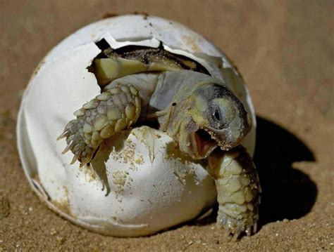 Huevos de tortuga de agua Condiciones gestación e incubadora