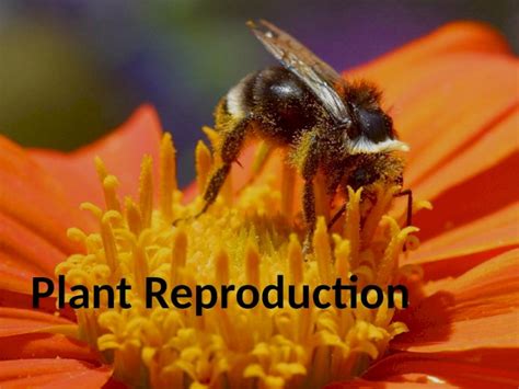 Pptx Plant Reproduction Sexual Reproduction In Plants Link To The Edexcel Syllabus 3 3