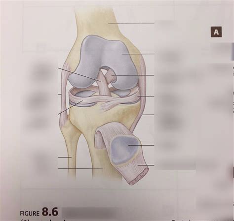 Anatomy Lab Practical Right Knee Joint Diagram Quizlet