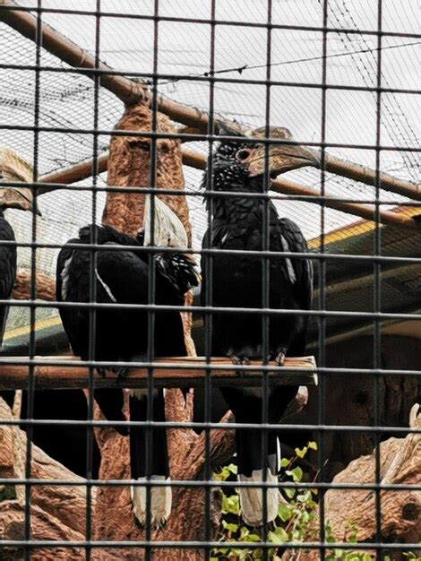 Premium Photo | Two bird in cage at zoo