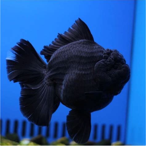 Jual Ikan Mas Koki Oranda Full Black Super Quality PROMO Size L