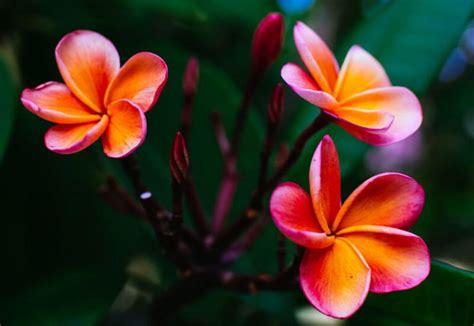 Plumeria Flower Color Scheme » Image » SchemeColor.com