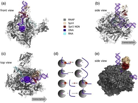 Spt Locks The Template In The Dna Binding Channel Of Rnap In The