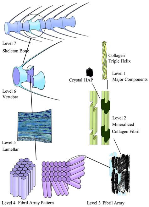 Materials Free Full Text Mineralized Collagen Rationale Current