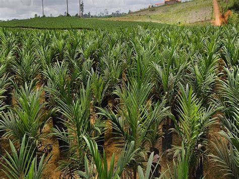 Agriculture News Mega Oil Palm Plantation Drive Organized In 49 Districts Of 11 States Oil